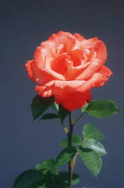 flower-rose_5x.jpg
